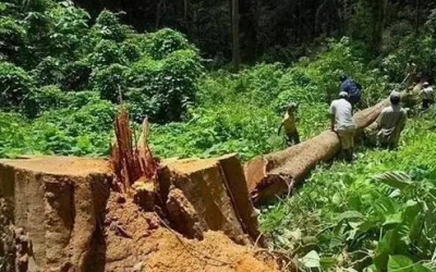 缅甸花梨（大果紫檀）逐渐成为红木家具的“主力军”。